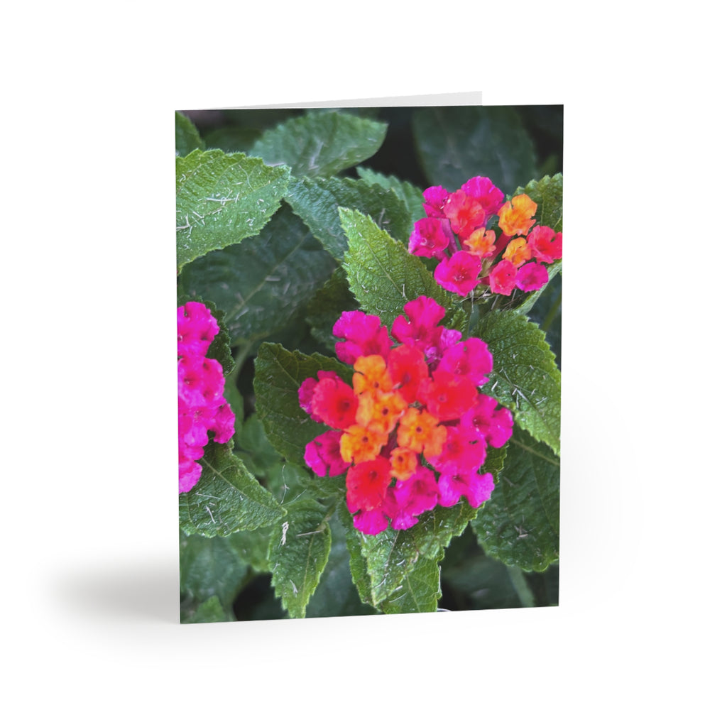 Floral Lantana Greeting Cards — Pack of 8/16/24 — Bright Pink & Orange Garden Note Cards