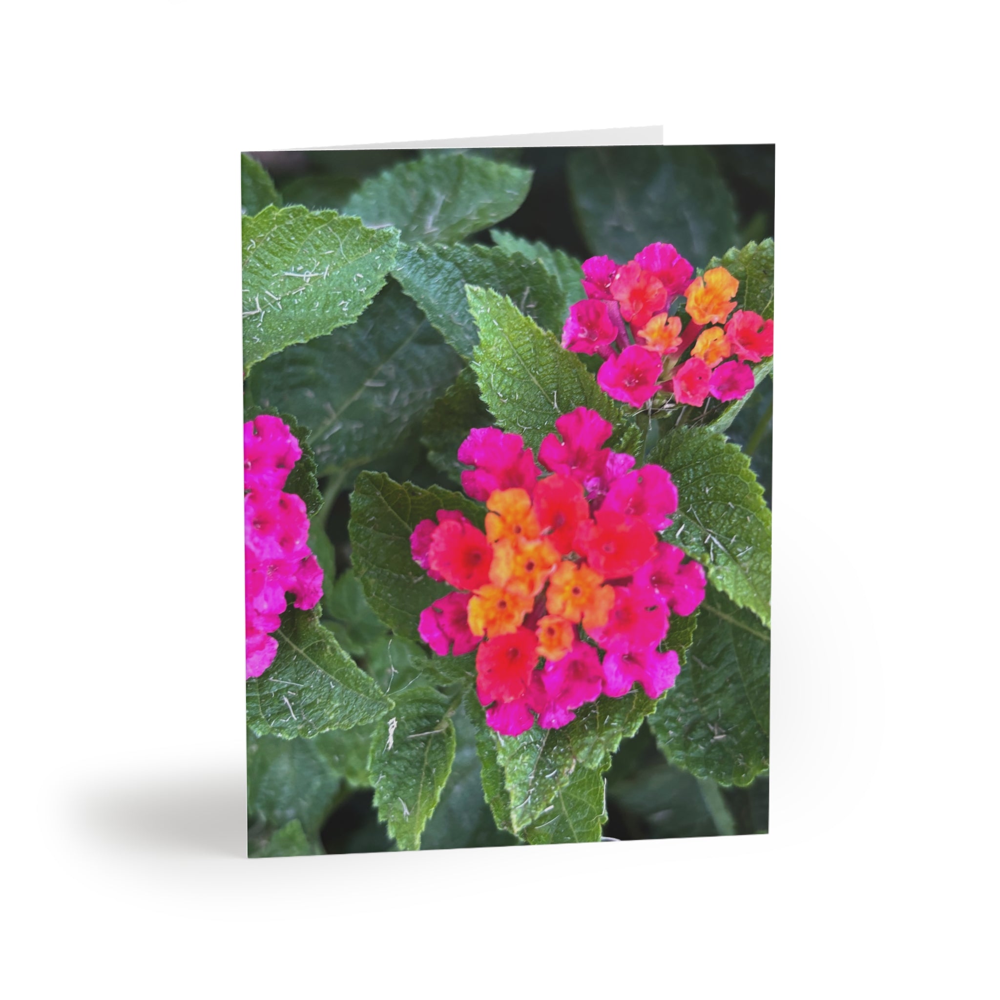 Floral Lantana Greeting Cards — Pack of 8/16/24 — Bright Pink & Orange Garden Note Cards