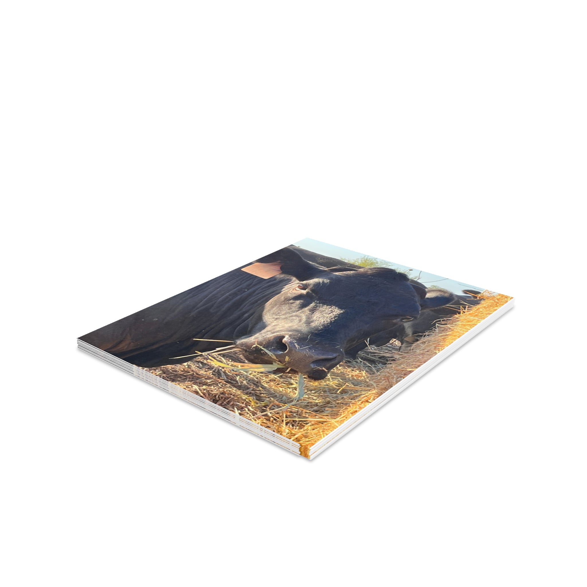 Cow Photo Greeting Cards – Blank Inside (Pack of 8/16/24)