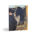 Cow Photo Greeting Cards – Blank Inside (Pack of 8/16/24)
