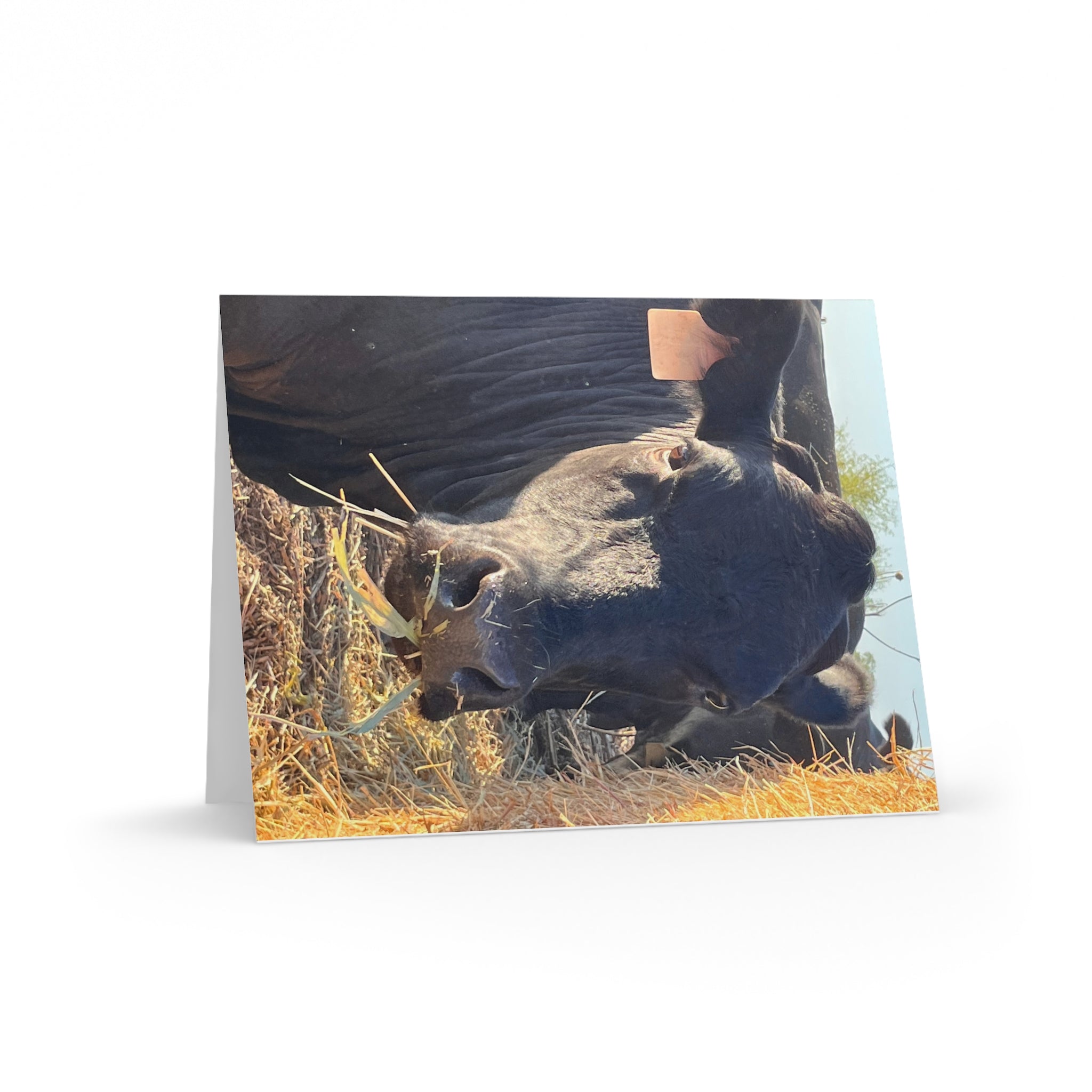 Cow Photo Greeting Cards – Blank Inside (Pack of 8/16/24)