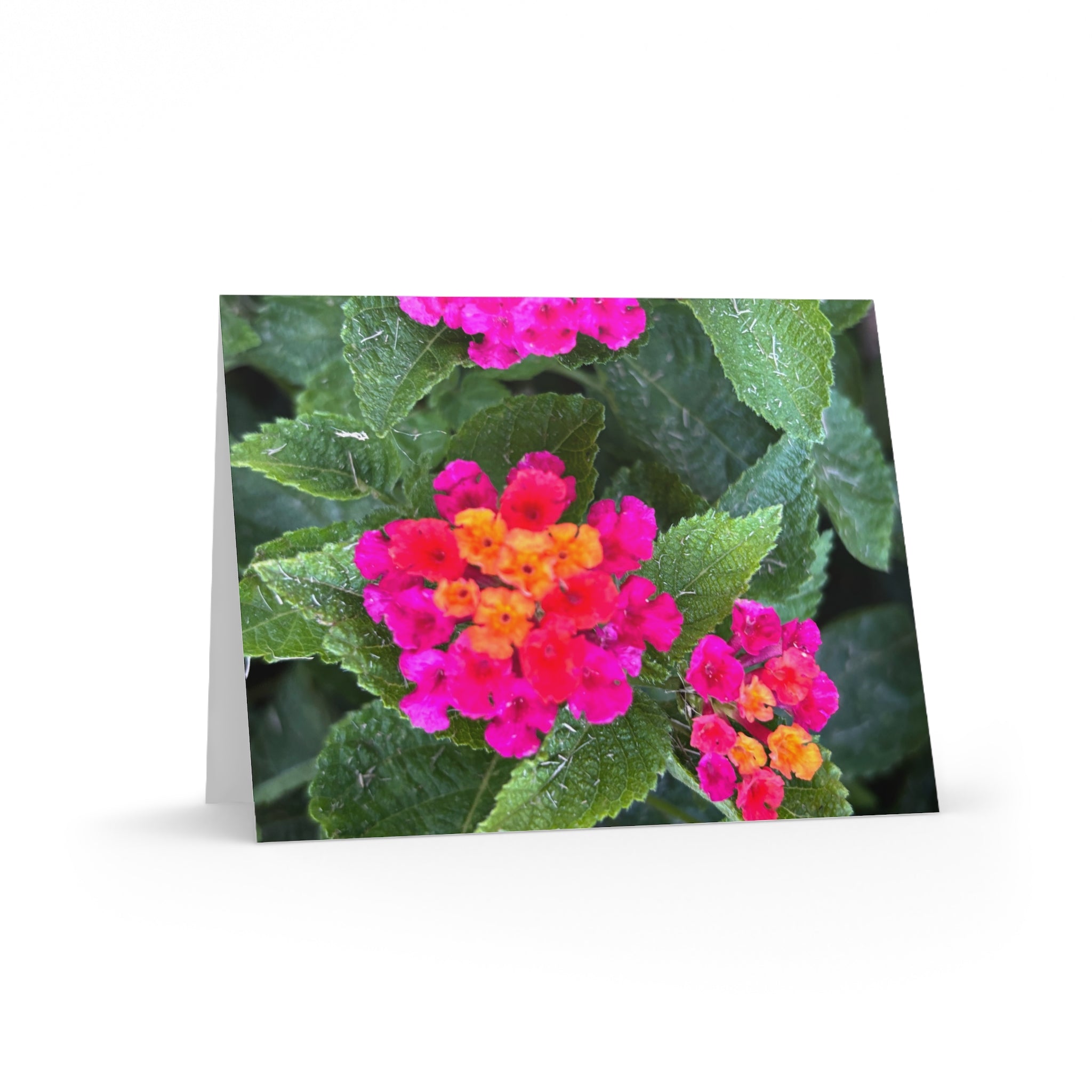 Floral Lantana Greeting Cards — Pack of 8/16/24 — Bright Pink & Orange Garden Note Cards